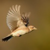 Skrivan polni - Alauda arvensis - Sky Lark 0784